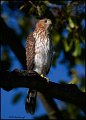 _0SB3659 coopers hawk
